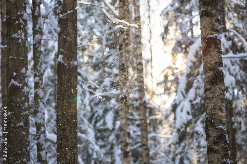 Snowy forest at sunny winter day in Finland Snowy forest at sunny winter day in Finland