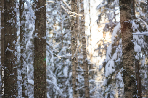 Snowy forest at sunny winter day in Finland