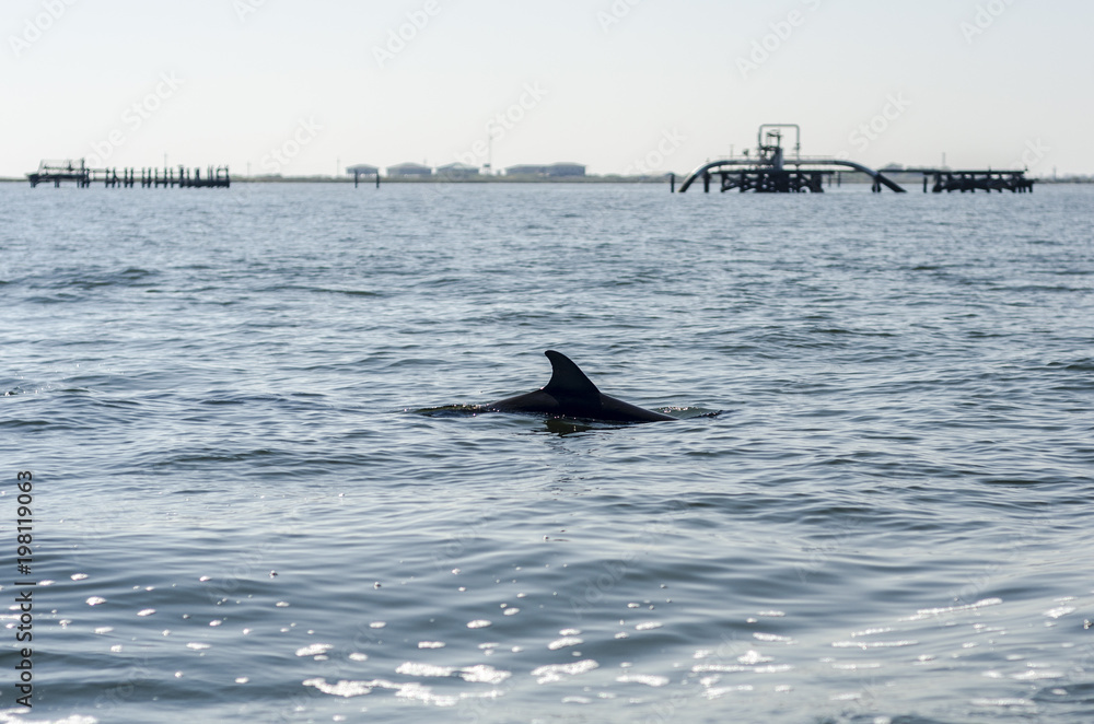 Fototapeta premium Dolphin in Gulf of Mexico