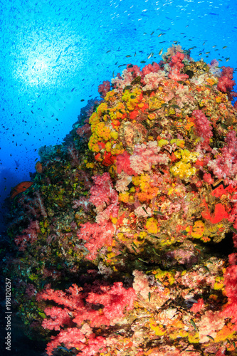 Tropical fish swarm around a brightly colored  healthy tropical coral reef  Richelieu Rock  Thailand 