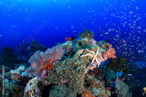 Fototapeta Naklejka Na Ścianę i Meble -  Starfish on a tropical coral reef