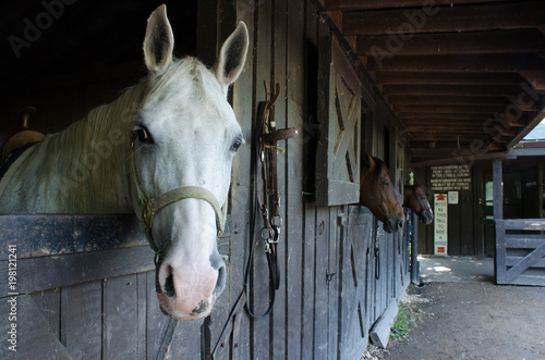 The Stable