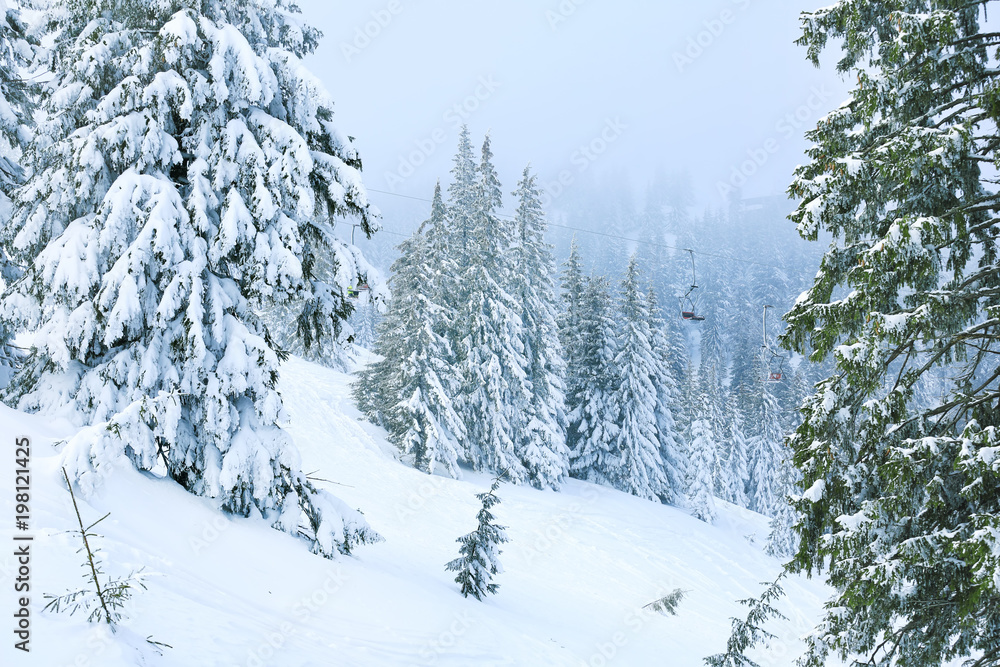 Beautiful fir trees covered with snow at resort on winter day Beautiful fir trees covered with snow at resort on winter day