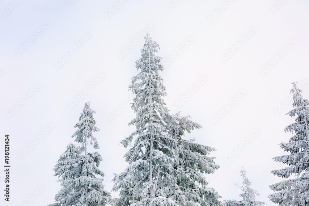 Beautiful fir trees covered with snow at resort on winter day