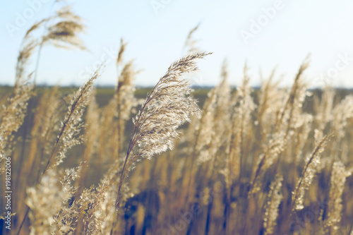 The Wind that blows the Barley