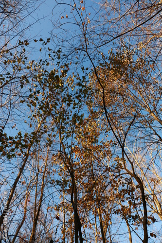 tall trees 