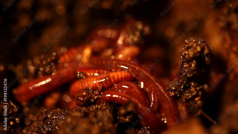 Macro Worms Macro Worms