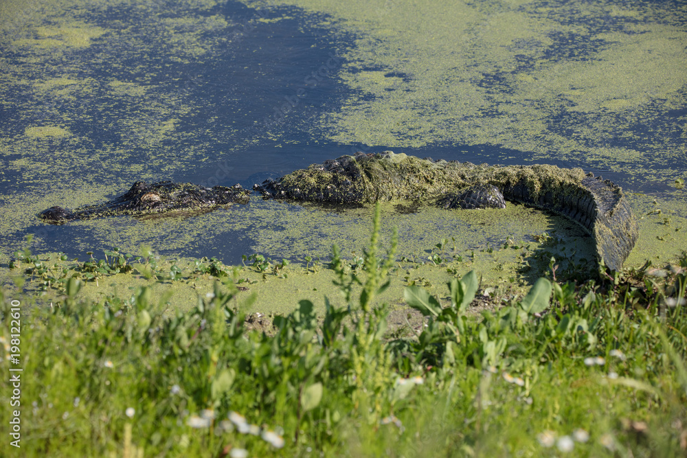 alligator cleverly disguised in a small lake can be dangerous for children