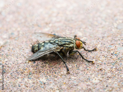 Diptera Meat Fly Insect On Rock