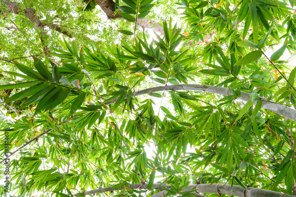 Green leaves of bamboo in forest from below. Low angle view background