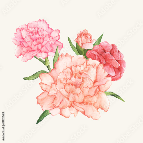 Hand drawn carnation flower isolated