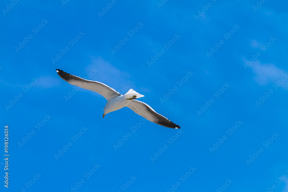 Obraz premium gaivotão
