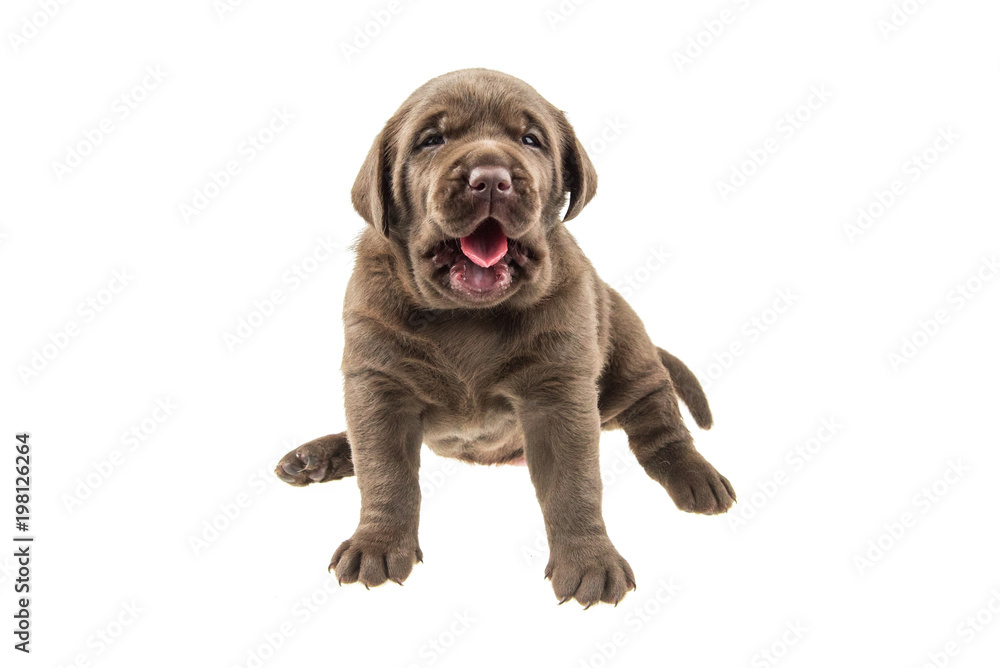 Puppy Labrador Retriever