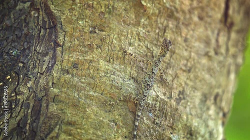 Mimicry - Draco maculatus (spotted flying dragon) on tree bark photo