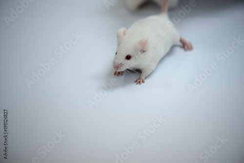 white laboratory mouse