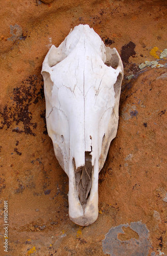 Horse skull on red sandstone formation in the in the desert badlands of Bisti De Na Zin In Notthern New Mexico photo