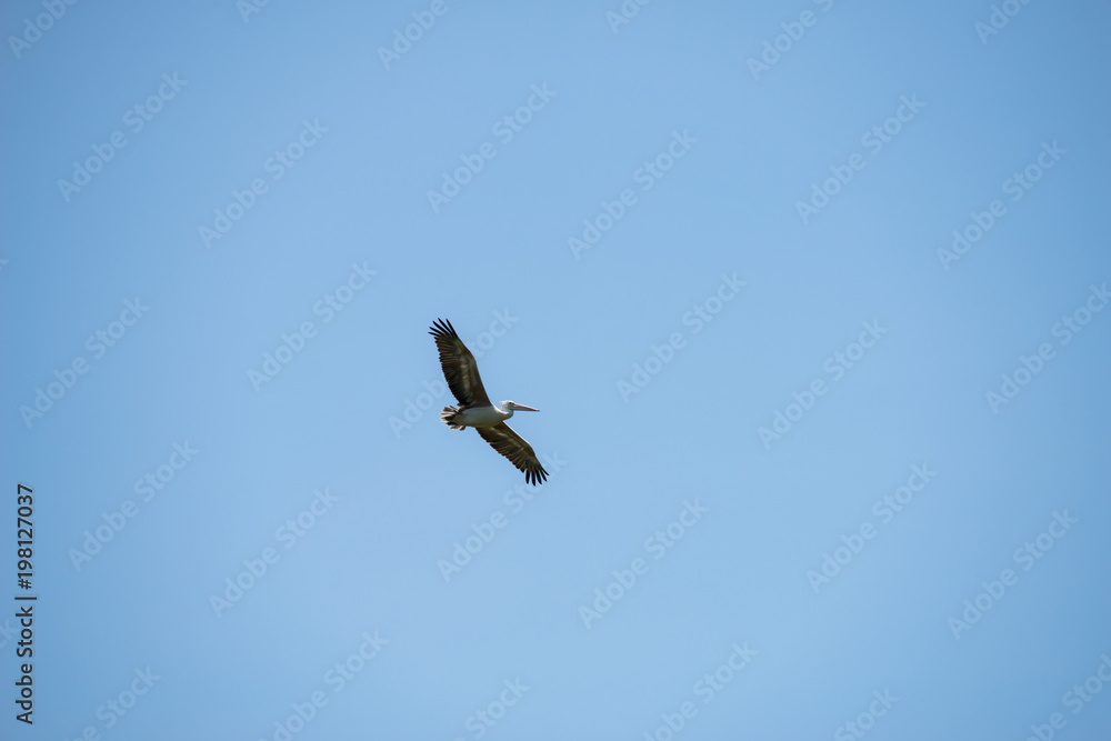 Flying spot billed pelican or grey pelican in Thailand Flying spot billed pelican or grey pelican in Thailand