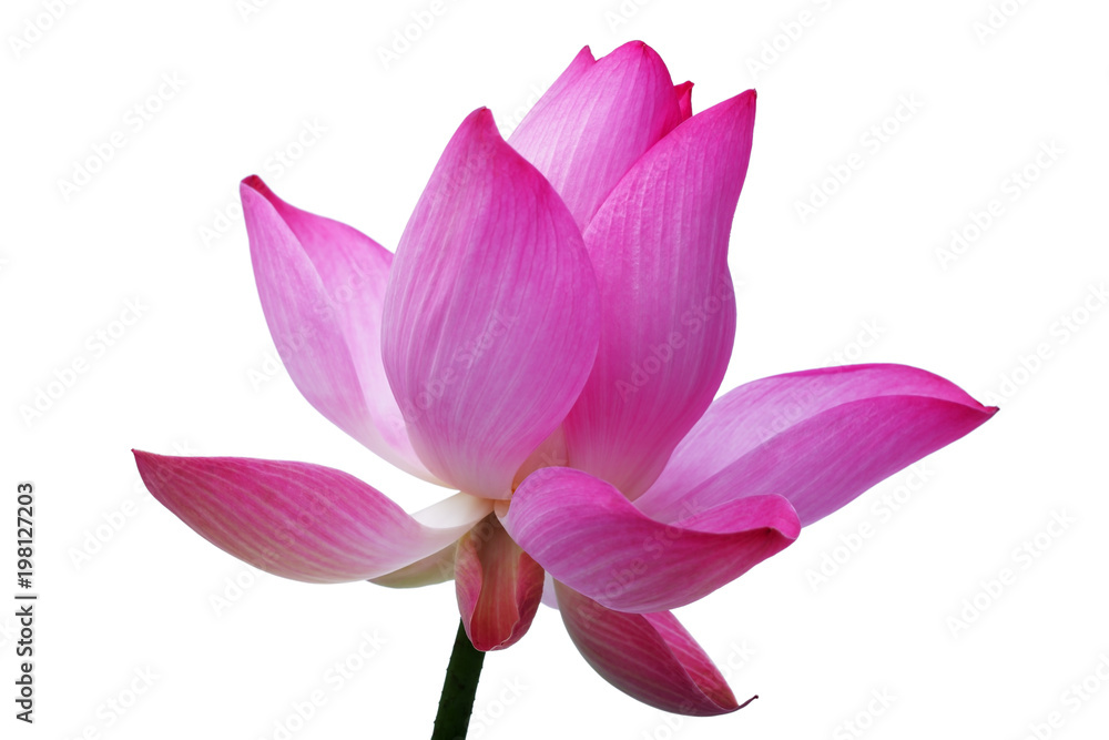 blooming lotus flower isolated on white background