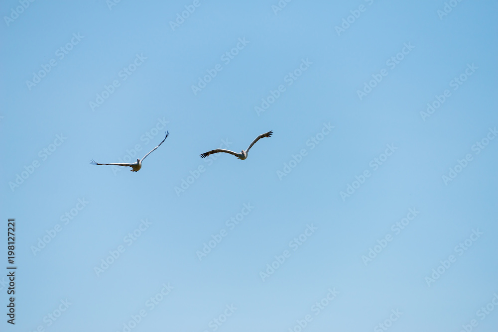 Flying spot billed pelican or grey pelican in Thailand Flying spot billed pelican or grey pelican in Thailand