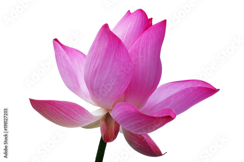 blooming lotus flower isolated on white background © sakhorn38