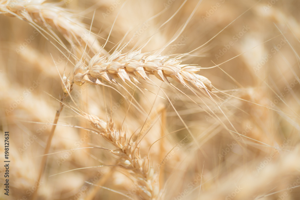 Wheat Crop Wheat Crop