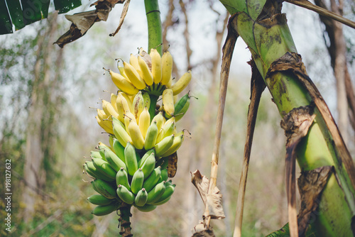 Bunch of green and yellow bananas on the tree