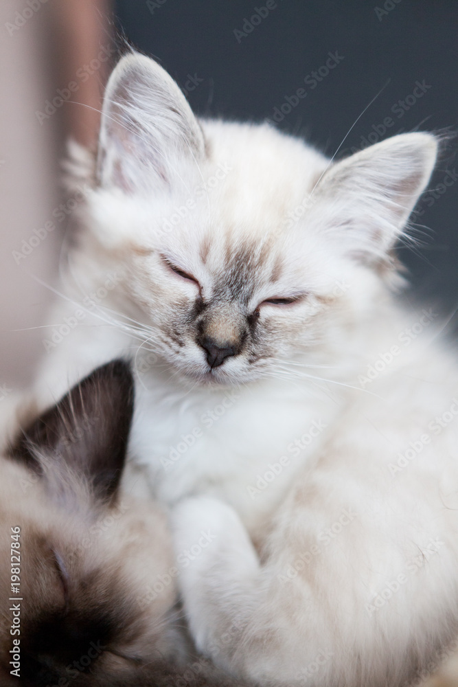 Young adorable white Sacred Birman kittens