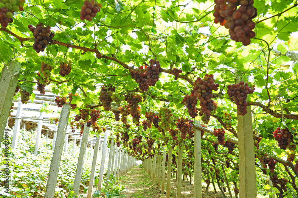 Ripe grapes in his vineyard Ripe grapes in his vineyard