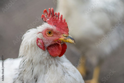 A hen with a red comb in a village area