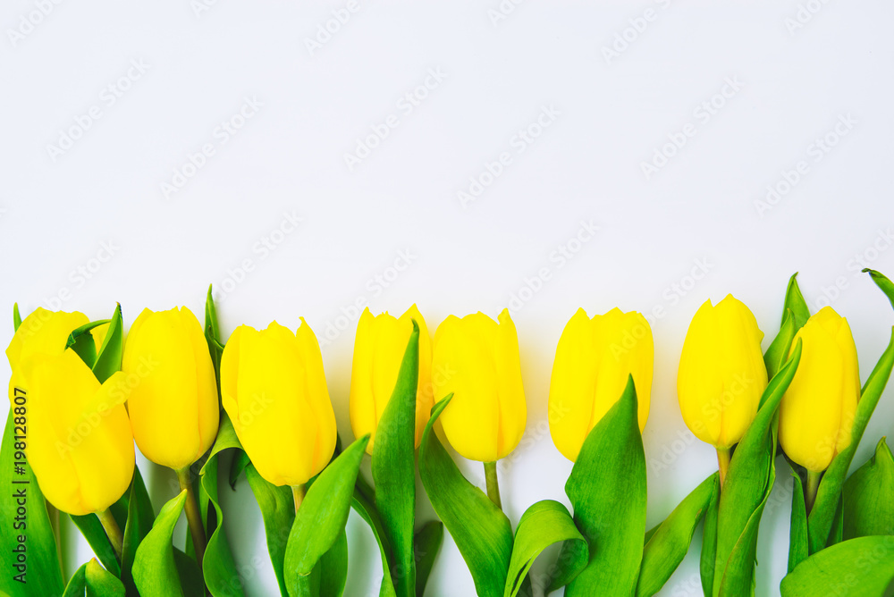 Obraz premium tulips overhead on white background. copy space