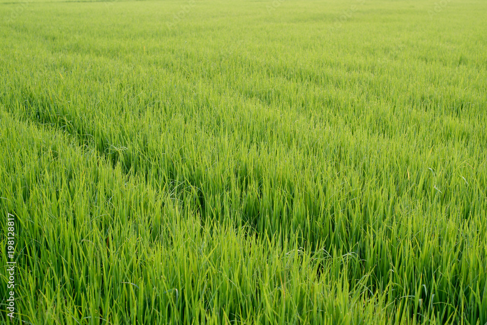 Paddy field, Rice farm in Thailand