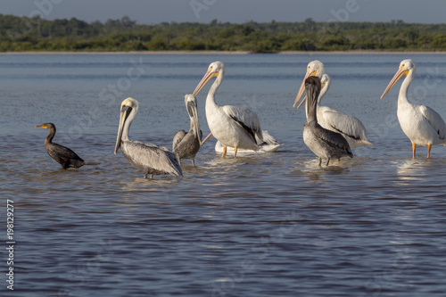 White and brown pelicans and cormoran sunbathing in the river. They take a break after a productive morning of fishing and hunting.  © victoria