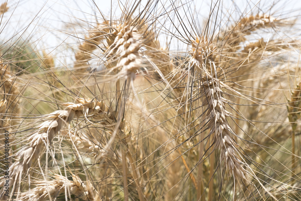 wheat growing in a sun