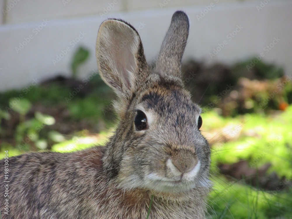 Wild rabbit close up in the garden.