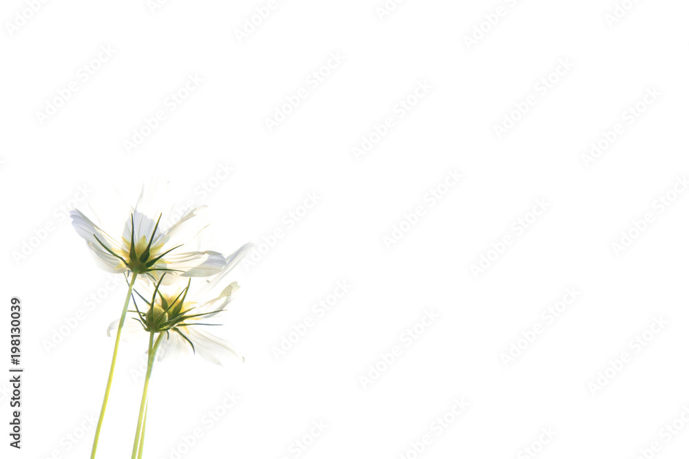 Soft focus of white cosmos flowers  (Cosmos Bipinnatus) in the garden on white background