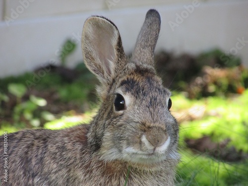 Wild rabbit close up in the garden.