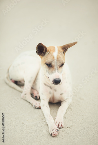 Thai dog lies on beach of Thailand. pet of the sea.