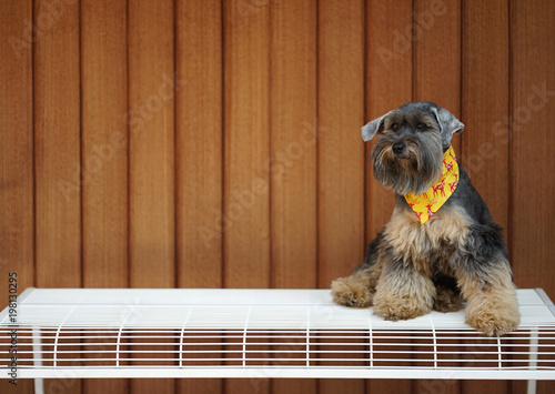 Small mixed breed black color dog sitting on white bench with timber background photo