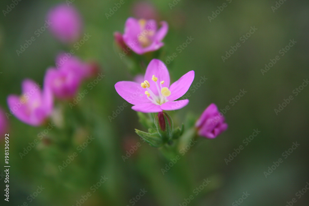 purple and lilac petals of wildflowers. purple and lilac petals of wildflowers.