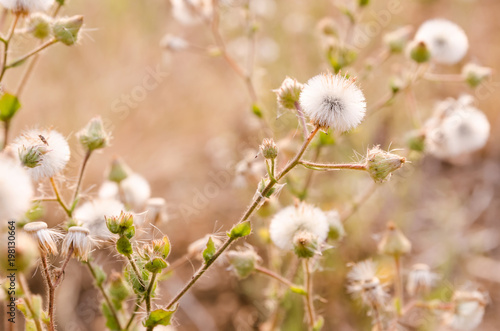 Grass flowering in vintage tone © 31december