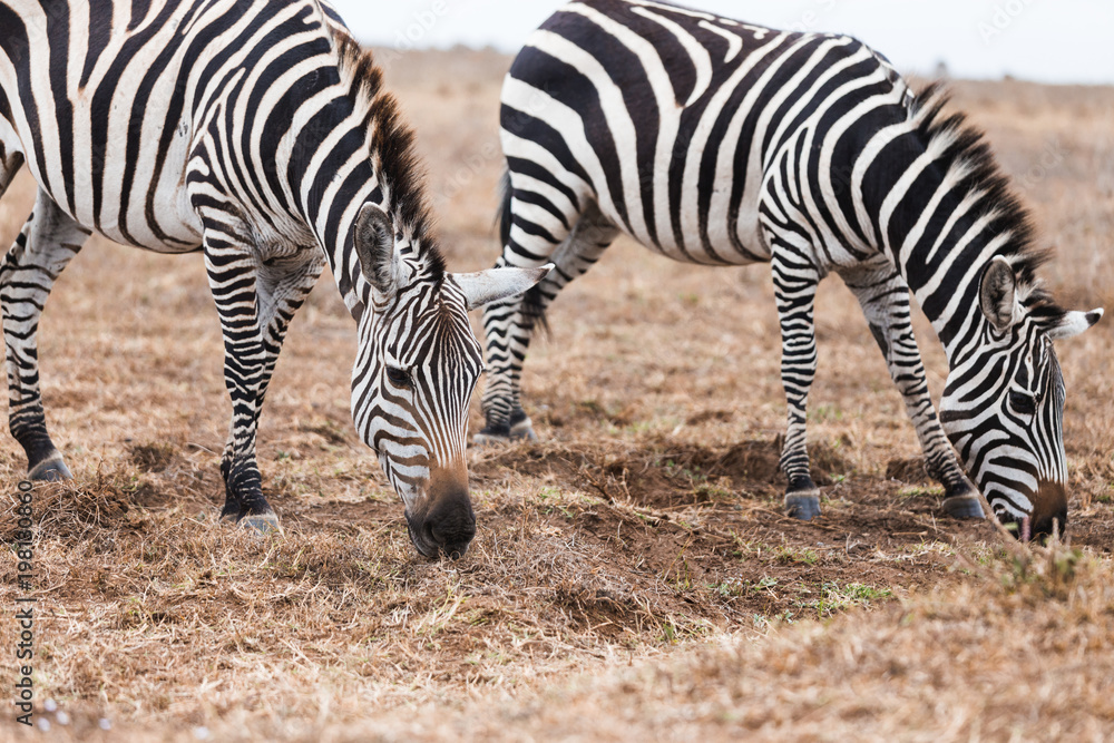 2 zebra eating yellow red grass on the ground in open field in midday. At Nairobi national park, Kenya. 2 zebra eating yellow red grass on the ground in open field in midday. At Nairobi national park, Kenya.