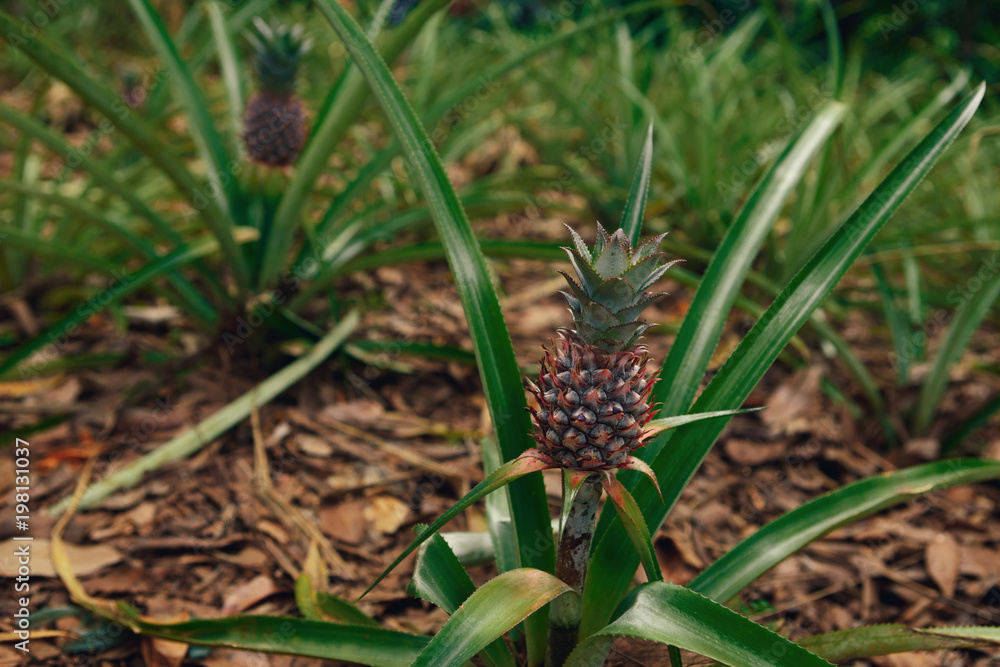Young pineapple on the plantation close up Young pineapple on the plantation close up