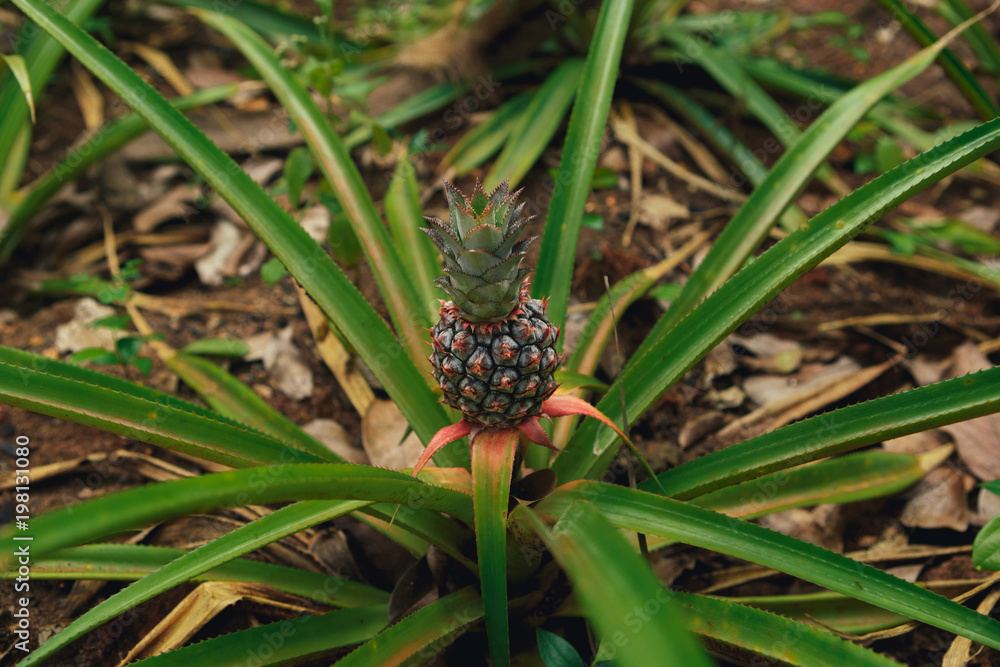 Young pineapple on the plantation close up, top view Young pineapple on the plantation close up, top view
