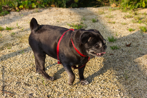 pug in german mops named adelheid on holiday trip photo