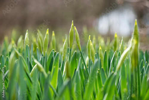 Fototapeta Naklejka Na Ścianę i Meble -  Sprouted spring flowers daffodils in early spring garden