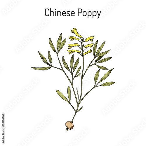 Chinese poppy Corydalis yanhusuo   medicinal plant