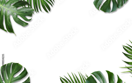 Monstera deliciosa and yellow palm tropical leaves isolated on white background