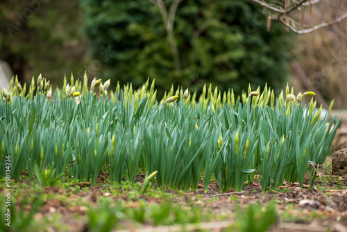 Fototapeta Naklejka Na Ścianę i Meble -  Sprouted spring flowers daffodils in early spring garden