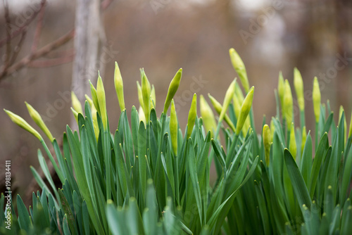 Fototapeta Naklejka Na Ścianę i Meble -  Sprouted spring flowers daffodils in early spring garden