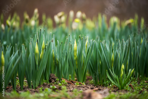 Fototapeta Naklejka Na Ścianę i Meble -  Sprouted spring flowers daffodils in early spring garden
